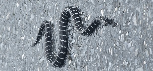 Northeastern Hill Krait Bungarus bungaroides danger