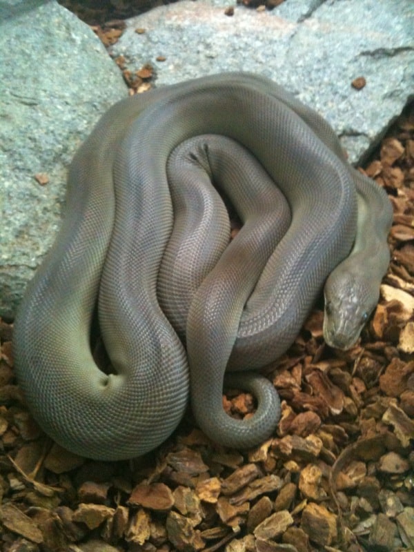 Olive Python, Liasis olivaceous