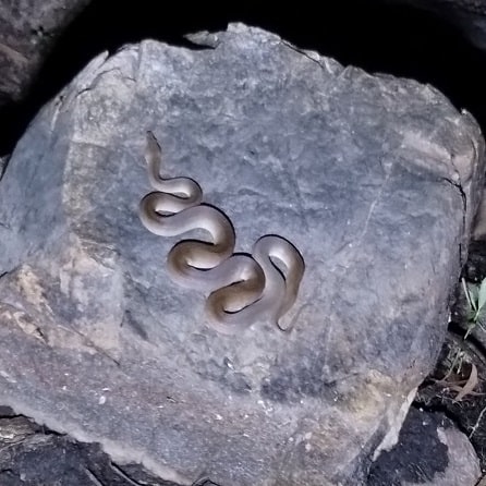 Olive Python Liasis olivaceus australia