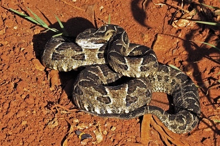 Pampas Lancehead Bothrops pubescens