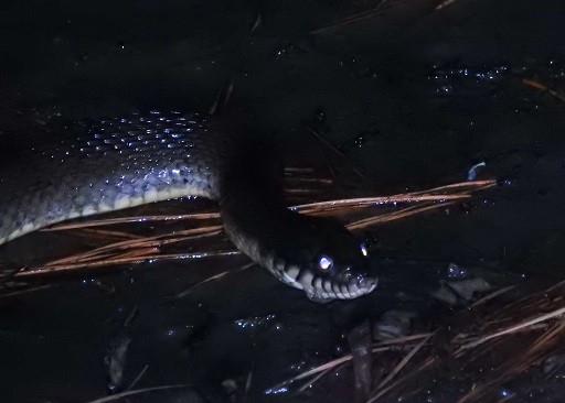 Plain-bellied Water snake Nerodia erythrogaster