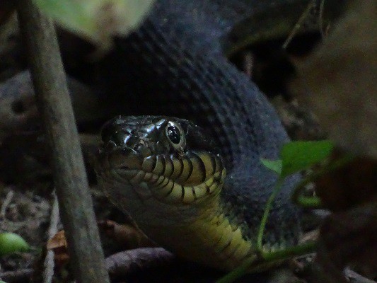 Plain-bellied Watersnake (Nerodia erythrogaster)