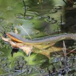 Plain bellied Watersnake Nerodia erythrogaster