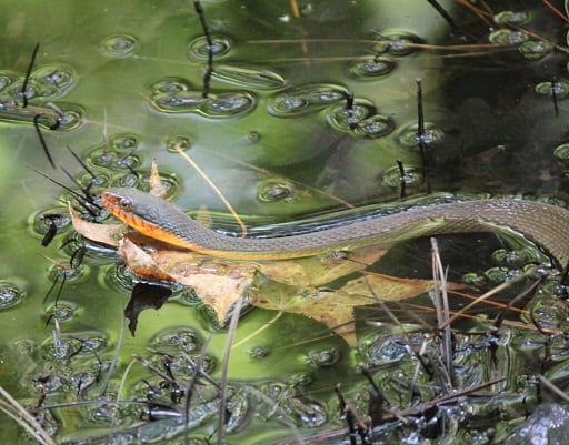 Plain bellied Watersnake Nerodia erythrogaster