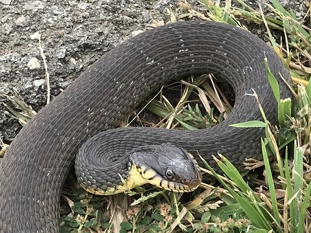 Plain-bellied Watersnake Nerodia erythrogaster