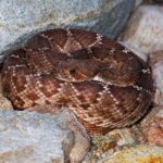 Red Diamond Rattlesnake USA