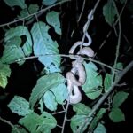 Ringed Tree Boa, Corallus annulatus