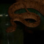 Ringed Tree Boa (Corallus annulatus)