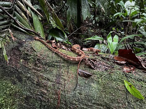 Ringed Tree Boa Corallus annulatus forest