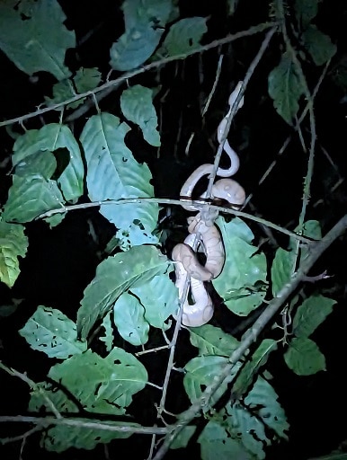 Ringed Tree Boa, Corallus annulatus