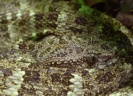 Speckled forest pitviper (Bothriopsis taeniata)