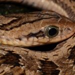 Spotted Night Adder, Causus maculatus