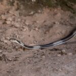 Striped Whipsnake Masticophis taeniatus nevada