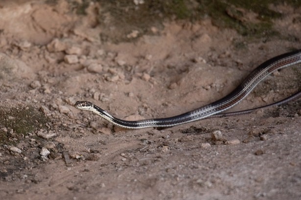 Striped Whipsnake Masticophis taeniatus nevada