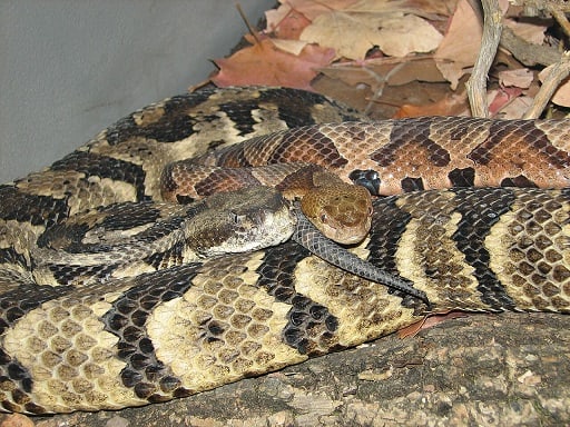 Timber Rattlesnake and Copperhead together