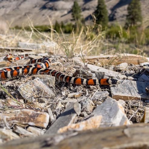 Utah Mountain Kingsnake Lampropeltis pyromelana