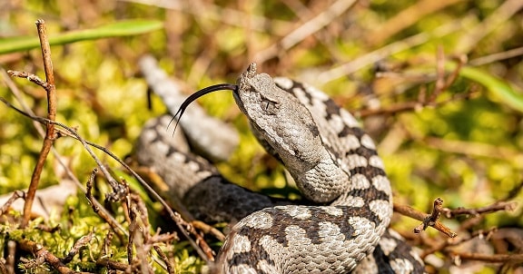 Vipera ammodytes nose-horned viper