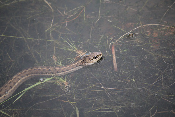 Wandering Garter Snake Thamnophis elegans vagrans