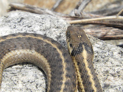 Wandering Garter Snake Thamnophis elegans