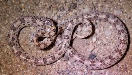 Western Leaf-nosed Snake Phyllorhynchus decurtatus