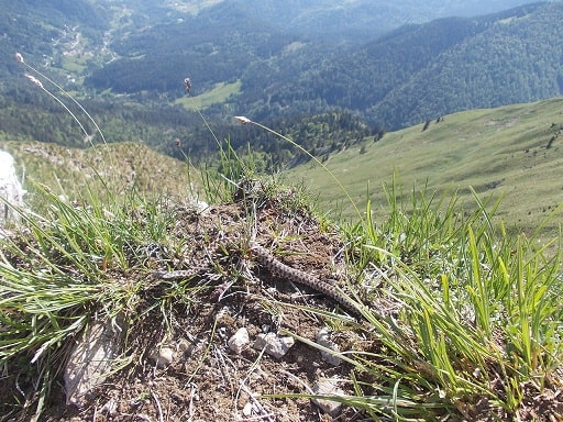 adder vipera berus mountain views