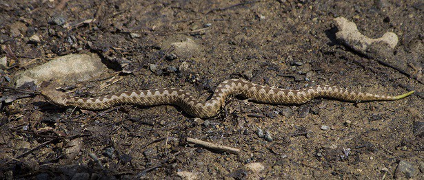 brown female vipera ammodytes