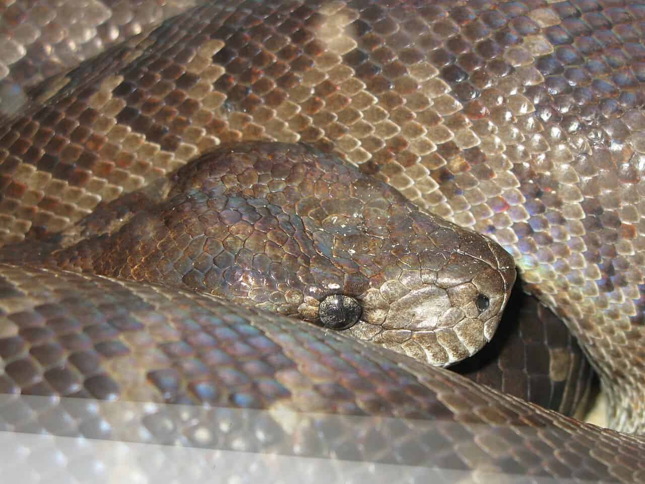 chilabothrus striatus hispaniolan boa face