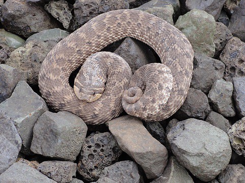 heterodon nasicus, western hognose snake
