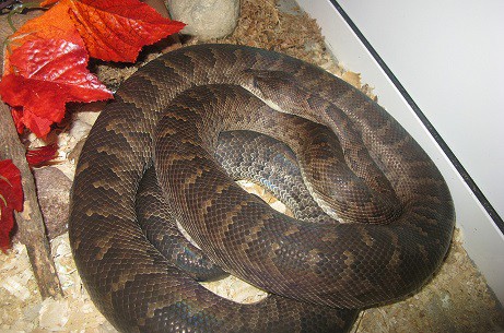 hispaniola boa chilabothrus striatus coiled