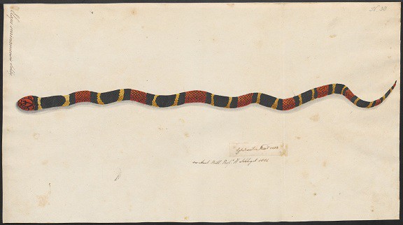 micrurus surinamensis aquatic coral snake