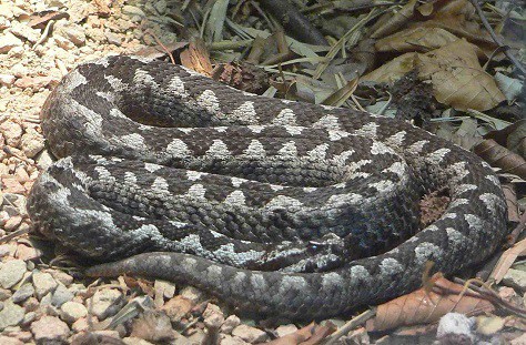 nose horned viper, Vipera ammodytes