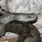 nose horned viper vipera ammodytes