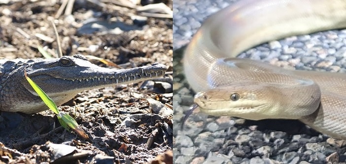 olive python freshwater crocodile battle