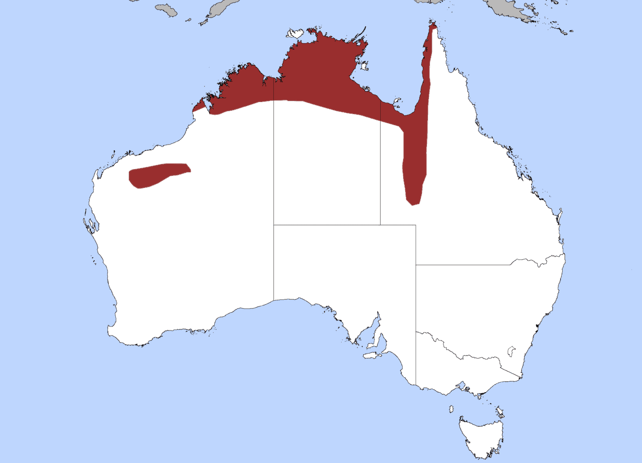 olive python map liasis olivaceus