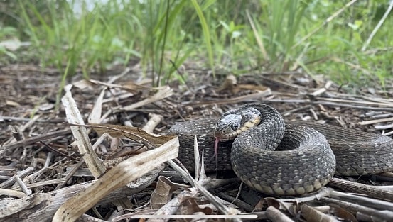 plainbelly water snake Nerodia erythrogaster