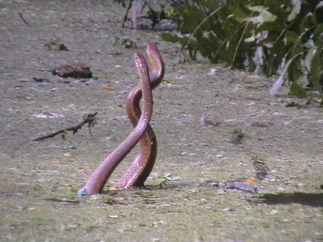 ptyas mucosa ratsnake male wrestling