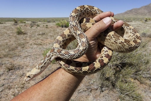 sonoran gopher snake desert view