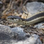 terrestrial Garter Snake - thamnophis elegans