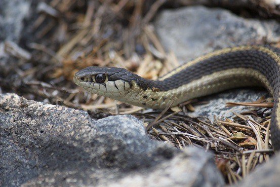 terrestrial Garter Snake - thamnophis elegans