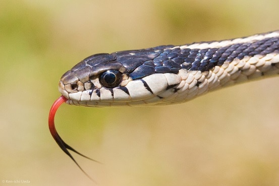 terrestrial garter snake, thamnophis elegans