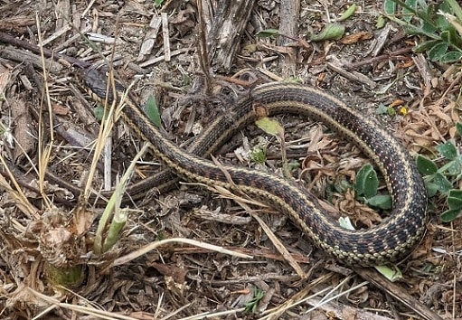 thamnophis elegans Terrestrial Garter Snake