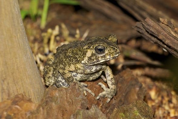 Bufo melanostictus, Asian common toad