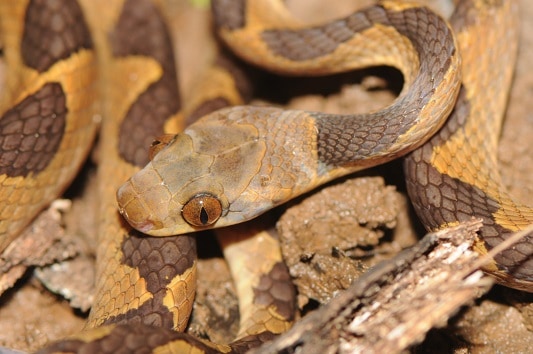 Banded Cat-eyed Snake, Leptodeira annulata