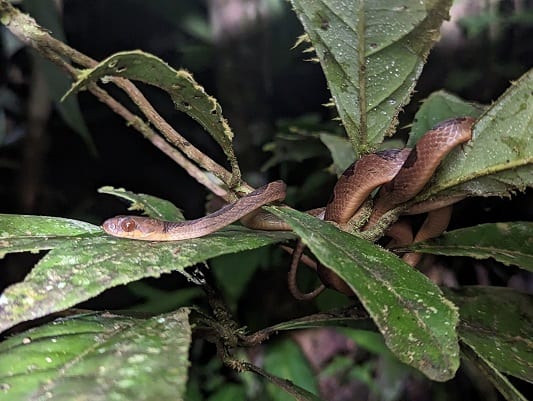 Banded Cat-eyed Snake Leptodeira annulata