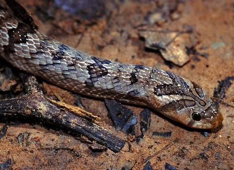 Banded Kukri Snake (Oligodon fasciolatus)