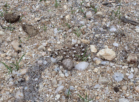 Horned Adder Bitis caudalis camouflage