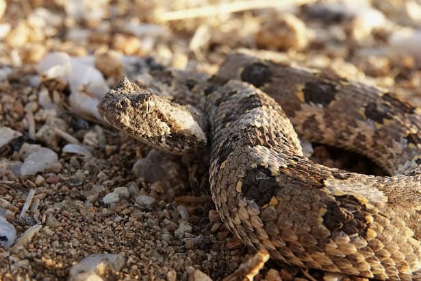 Horned Adder Bitis caudalis danger