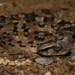 Horned Adder Bitis caudalis face