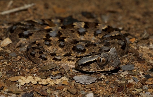 Horned Adder Bitis caudalis face