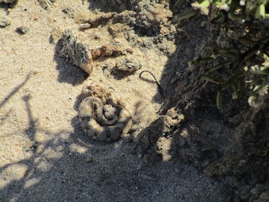 Horned Adder Bitis caudalis lurking